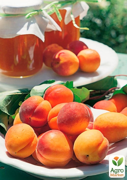 Абрикос "Сияние" (летний сорт, поздний срок созревания)