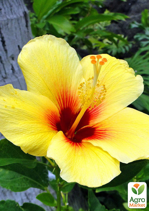 Гибискус комнатный "Boreas Yellow" (контейнер С3)