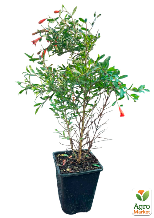 Гранат кімнатний 2роки "Карфаген" (висота 35-45см) - фото 5