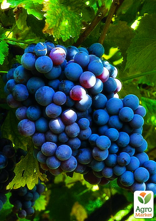 LMTD Виноград "Frankental" (сортовий, укорінений) - фото 2