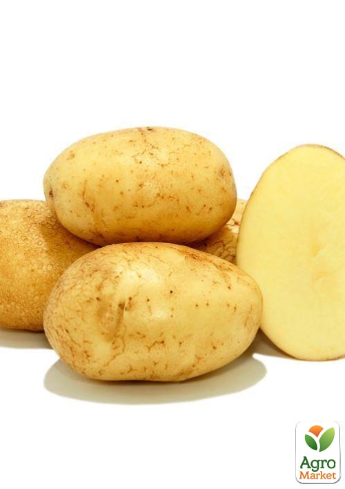 Картофель "Челенджер" семенной среднеспелый (1 репродукция) 1кг - фото 4