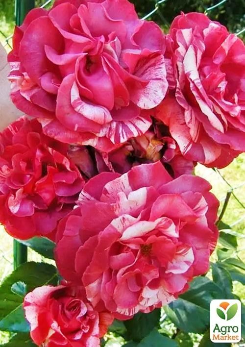 Роза в контейнере плетистая "Brownie" (саженец класса АА+) - фото 2