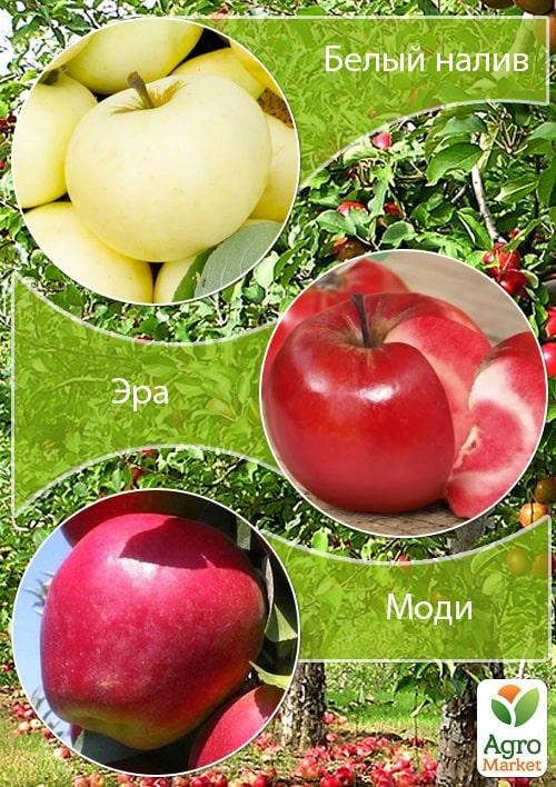 Дерево-сад Яблоня "Белый налив+Эра+Моди" 