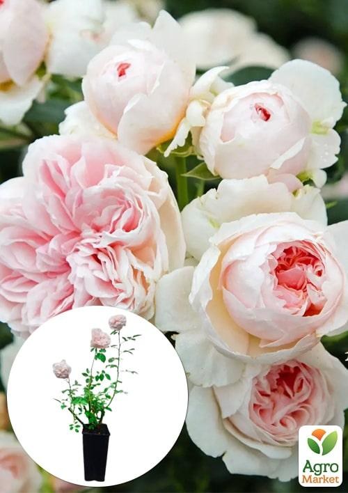 Роза в контейнере плетистая "Sabrina" (саженец класса АА+)