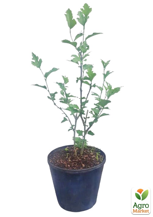 Гібіскус сирійський "Ardens" С3, висота 20-40 см
