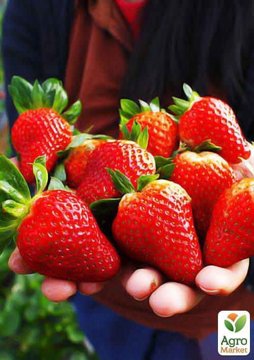 Клубника "Альба" (Alba) (ранний срок созревания, высокопродуктивный сорт)