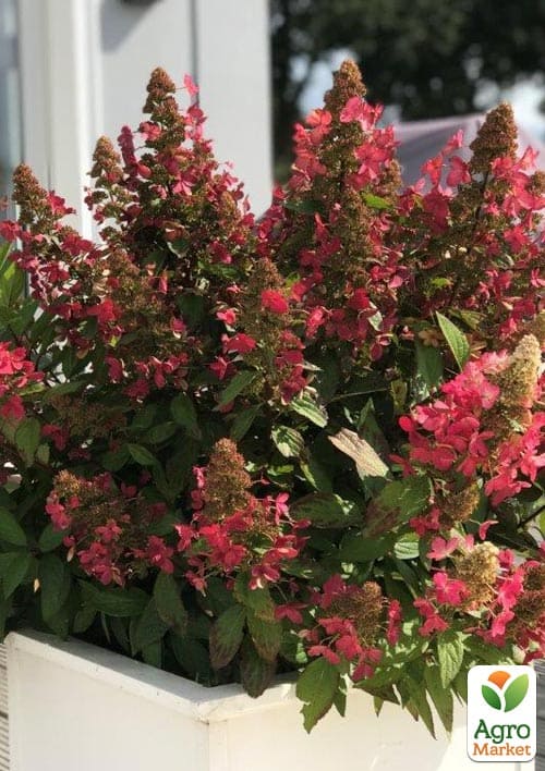 Гортензія волотиста "Magical Vesuvio" вазон Р9 - фото 4