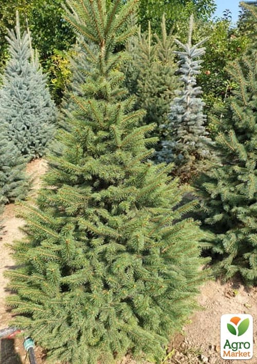 Ялина зелена "Kaibab" (від 100 до 125 см)