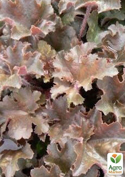 Гейхера (Heuchera) "Cappucino" 1шт
