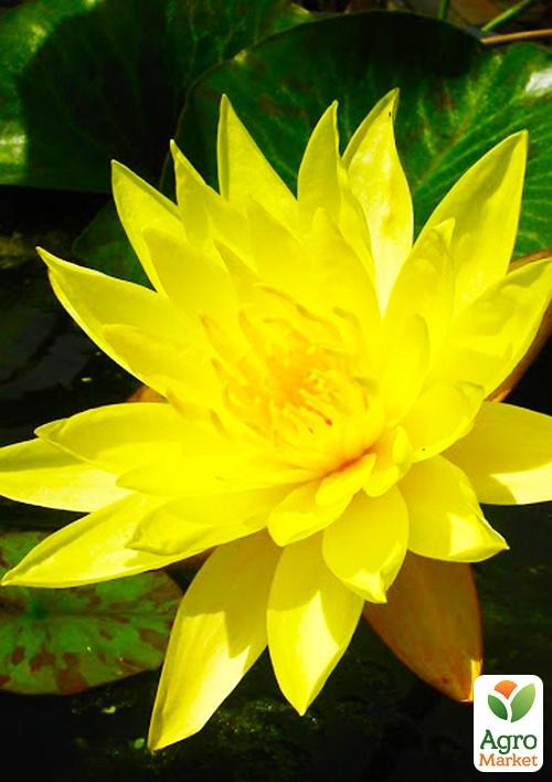 Нимфея "JOEY TOMASIK" - фото 2