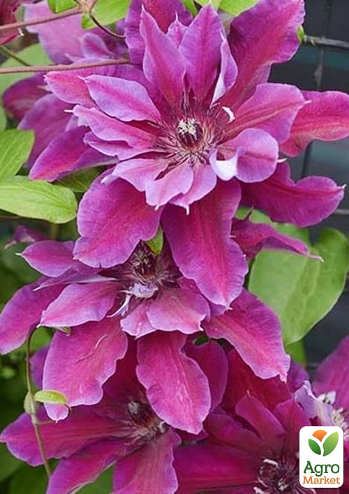 Клематис 2-х летний "My Beauty" С2 - фото 4