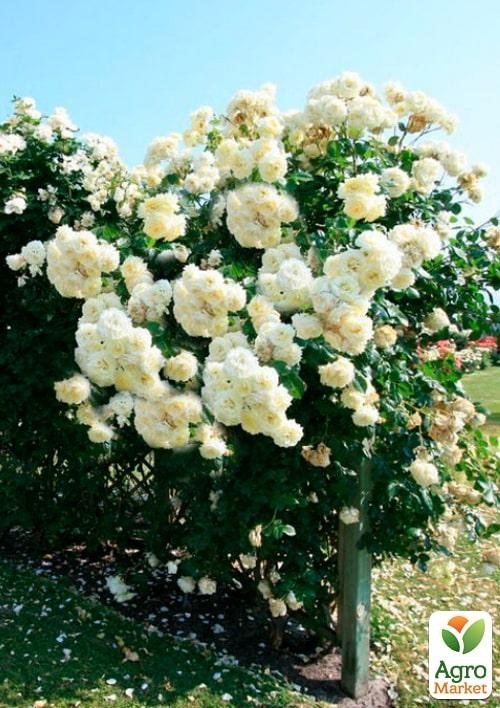 Роза в контейнере плетистая "Elfe" (саженец класса АА+) - фото 2