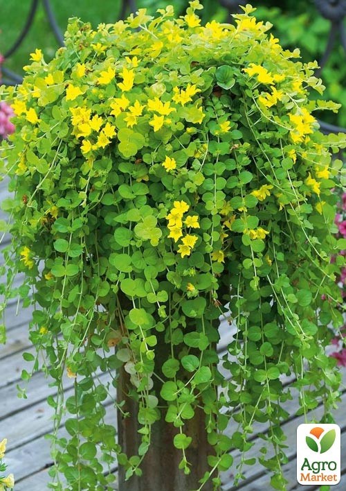 Вербейник монетчатый ампельный "Aurea" - фото 2