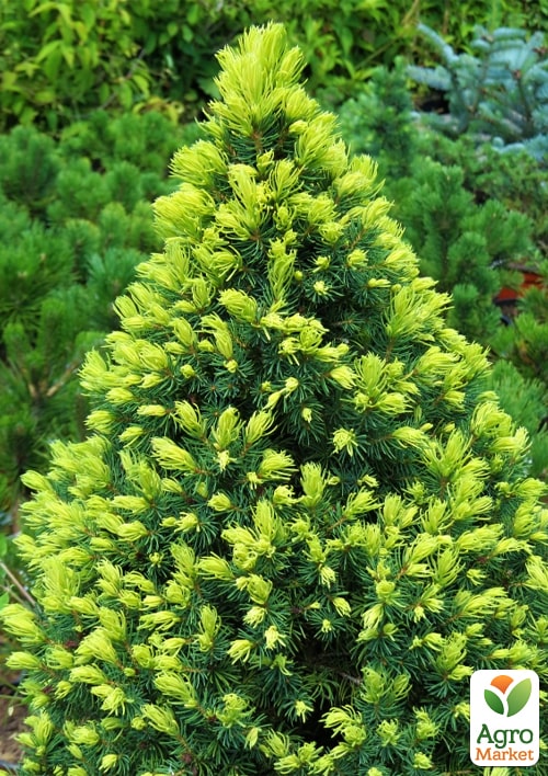 Ель канадская белая " Rainbows End" С3, высота 25-30см - фото 3