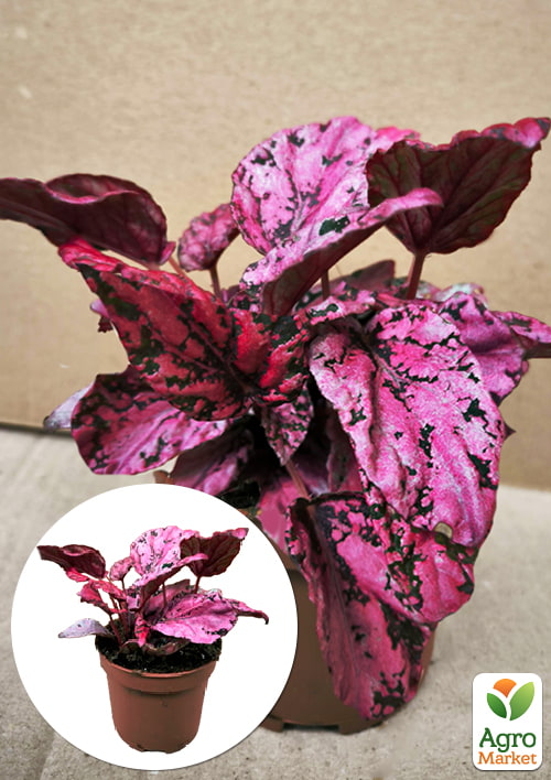 Бегония королевская REX "Pink Perfection" 20-30см