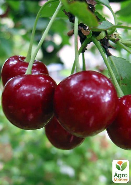 Вишня "Эрди Бутермо"