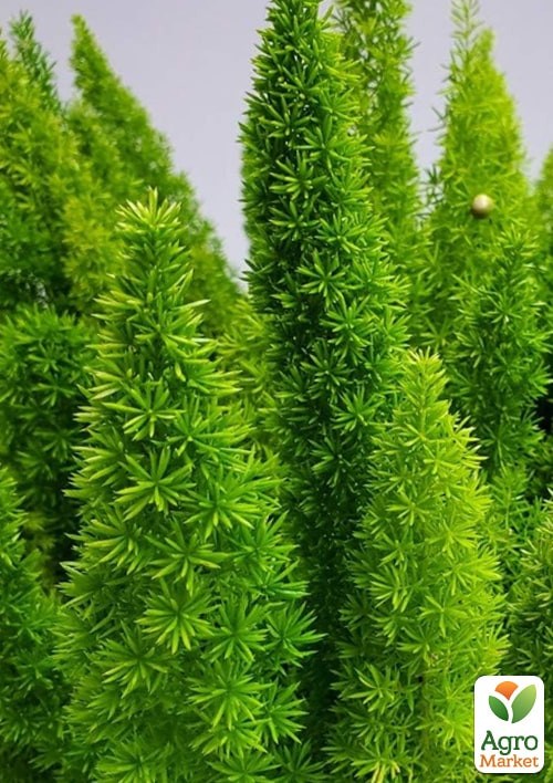 Аспарагус "Мейери" ТМ "Vesna Exclusive" 3шт