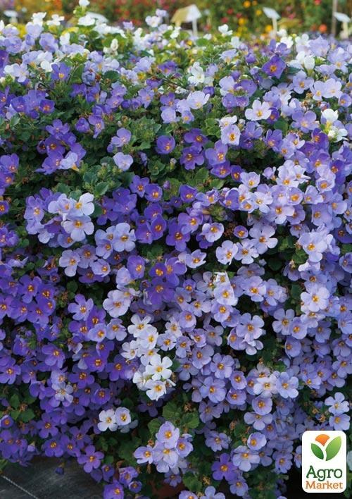 Бакопа Ампельная "Mega Copa Blue"
