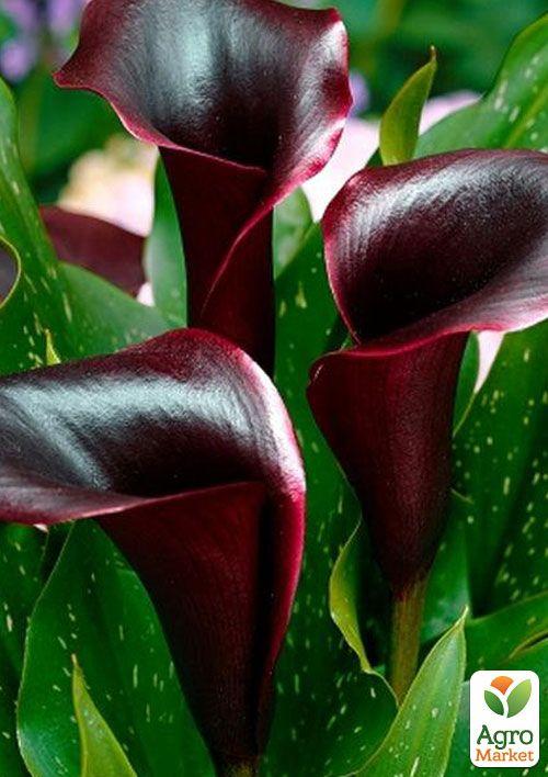 Калла "Schwarzwalder" 1шт в упаковці