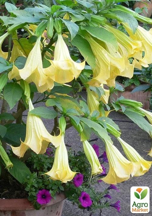 Бругмансія деревоподібна "Gold"