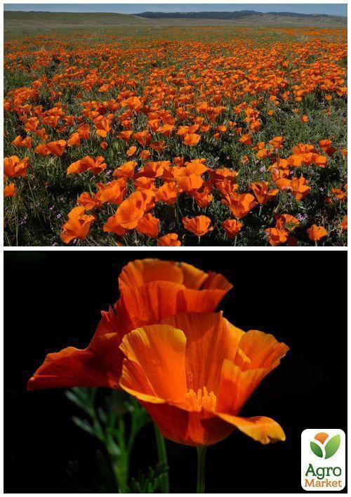 На вагу Ешшольція "Тайський Шовк" ТМ "Весна" ціна за 2г - фото 4