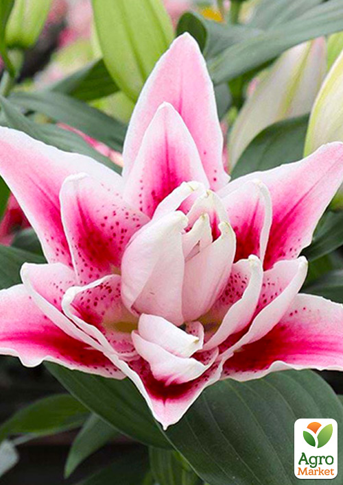 Лилия Розовидная "Roselily Nowa" 