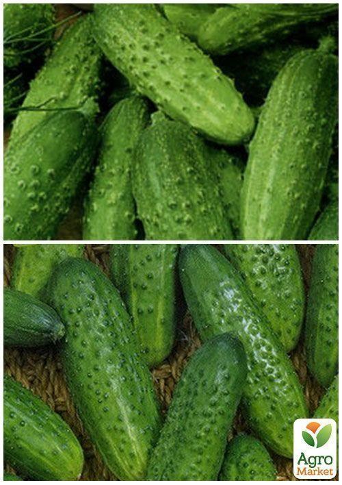 На развес Огурец "Соловей F1" ТМ "Весна" цена за 4г - фото 3