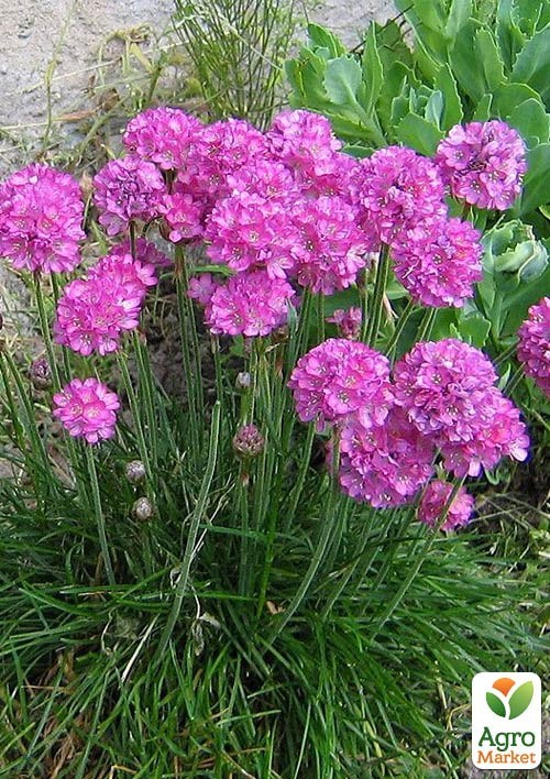 Армерия приморская "Morning Star"