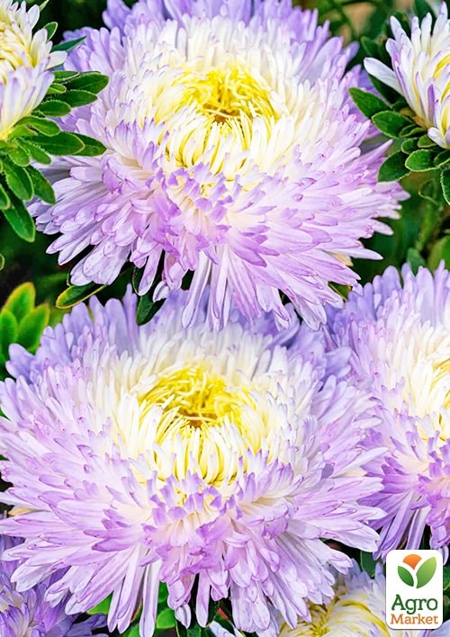 Айстра "Сива пані фіолетова" (Зипер) ТМ "Весна" 0,5г - фото 2