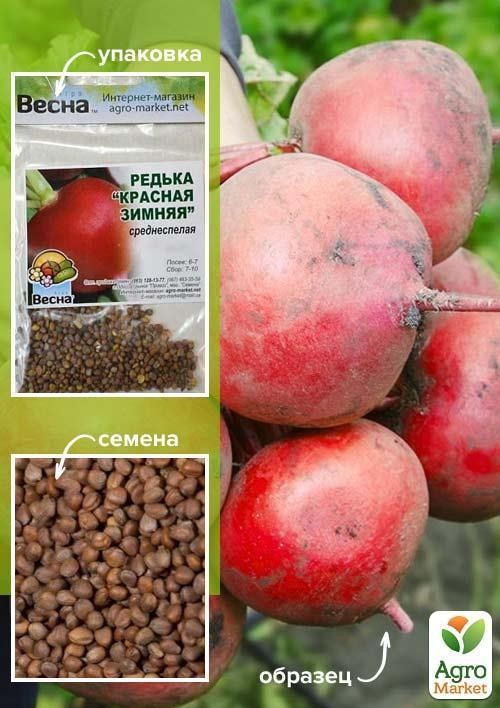 Редька "Красная зимняя" (Зипер) ТМ "Весна" 4г