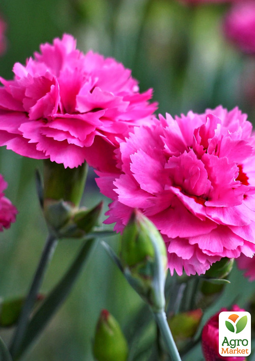 Гвоздика Махровая "Carmen Purple" 