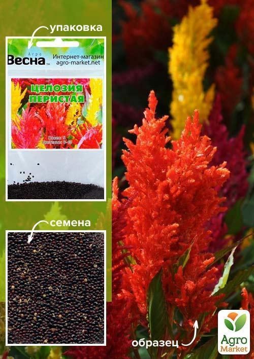 Целозия перистая (Зипер) ТМ "Весна" 1г