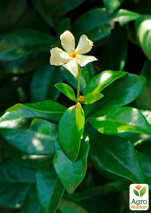 LMTD Трахелоспермум "Jasminoides" висота 50-70см - фото 8