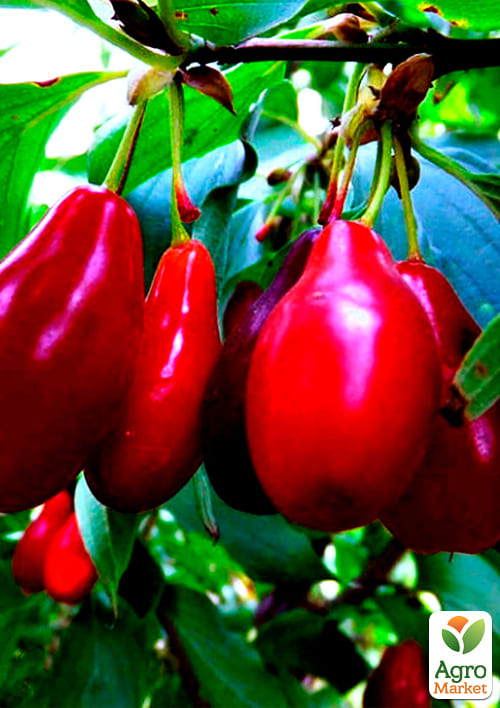 Кизил "Лукьяновский" (средний срок созревания, один из наилучших сортов) - фото 4