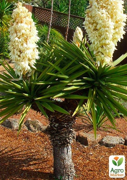 Юкка Треккулианская (легко формирующийся штамб)