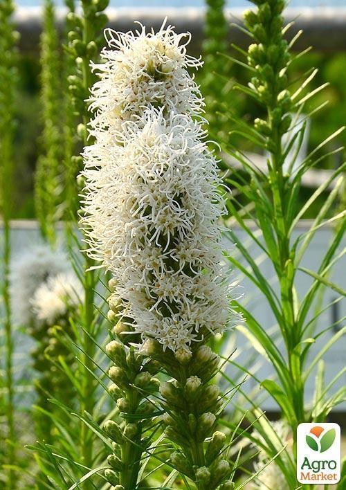 Лиатрис "Белый" 5шт - фото 3