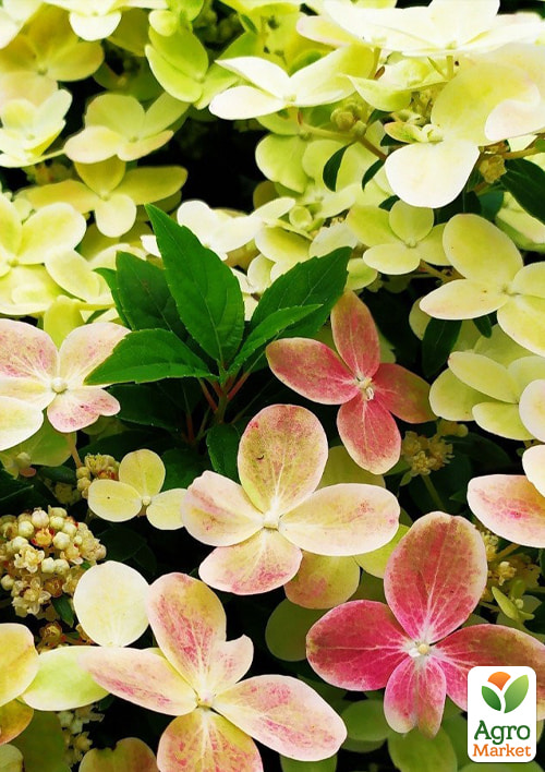 Гортензія 3-х річна волотиста "Polestar" - фото 3