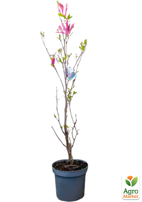 LMTD Магнолия "Susan" 5-и летняя (высота 100-110см) - фото 7