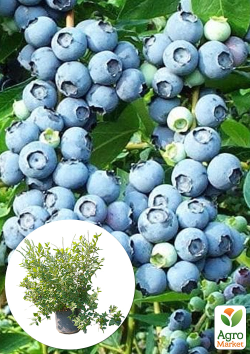 Голубика 5-и летняя "Блюкроп" (Bluecrop) контейнер 40л
