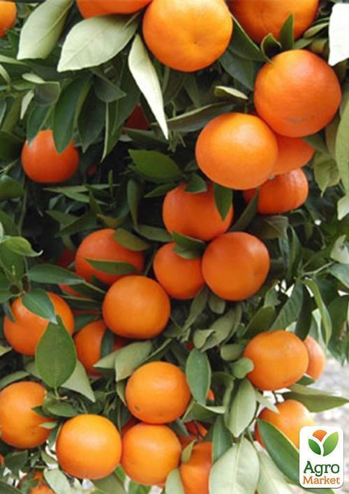 Мандарин "Клементін" - фото 7