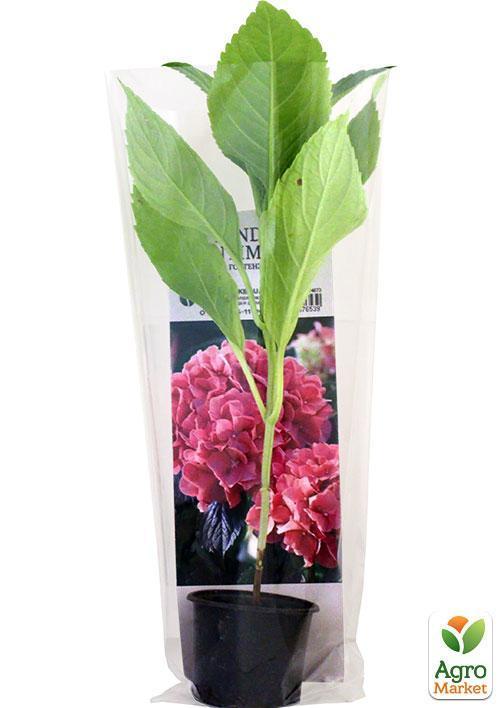Гортензія крупнолиста рожева "Ніжні почуття" (Tender sentiment) - фото 5