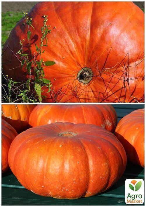 На развес Тыква "Гигант" ТМ "Весна" цена за 10г - фото 3