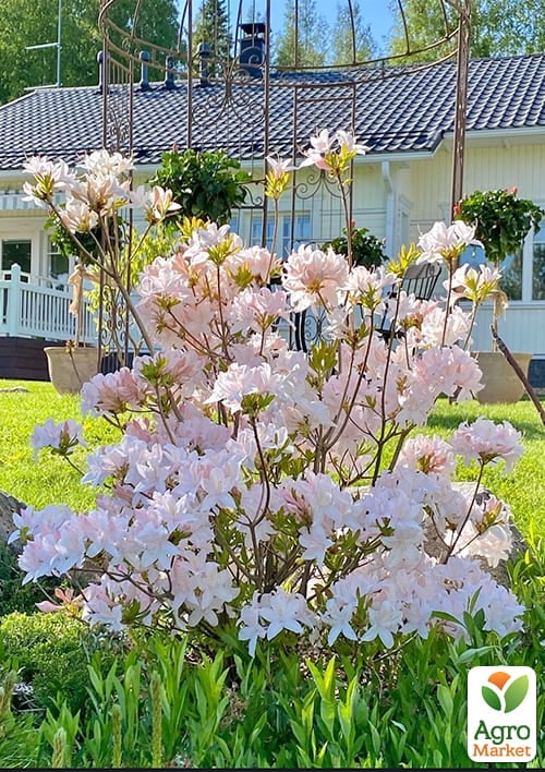 Рододендрон комнатный "White"  - фото 2
