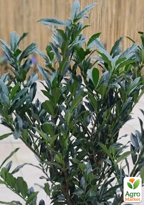 Лавровишня лекарственная "Отто Суприм" (Prunus laurocerasus "Otto Supreme") вазон Р9