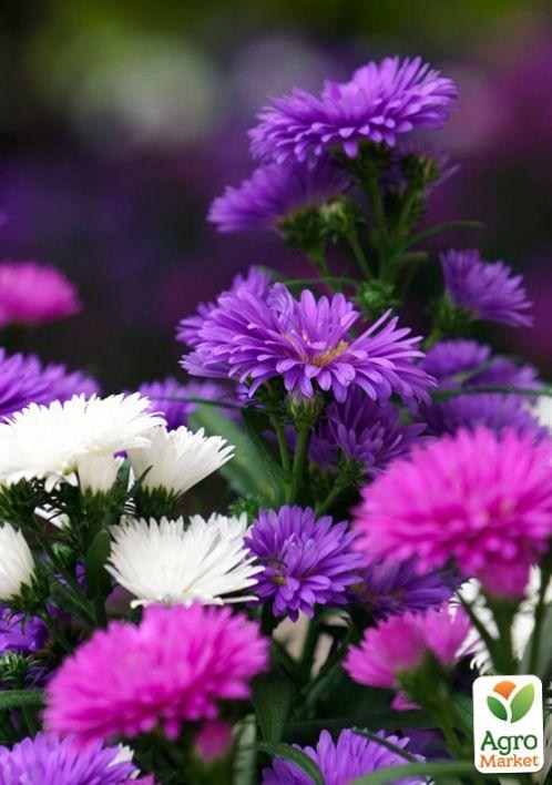 Комплект семян цветов на развес " Принцесса" 5уп