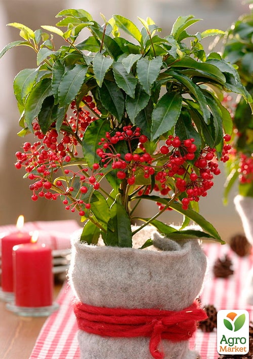 LMTD Ардис с ягодами 3-х летний "Crenata" (40-50см) - фото 5