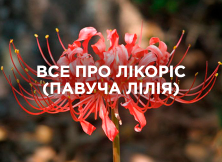 Как вырастить эффектный ликорис?