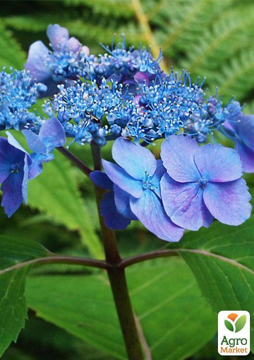Гортензия пильчатая "Bluebird" - фото 6
