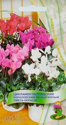 Цикламен персидский "Королевский миниатюрный смесь" ТМ "Поиск" 2шт