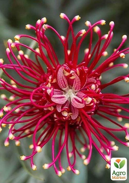 Гревиллея "Бенкс Форстер" ТМ "Vesna Exclusive" 2шт - фото 8
